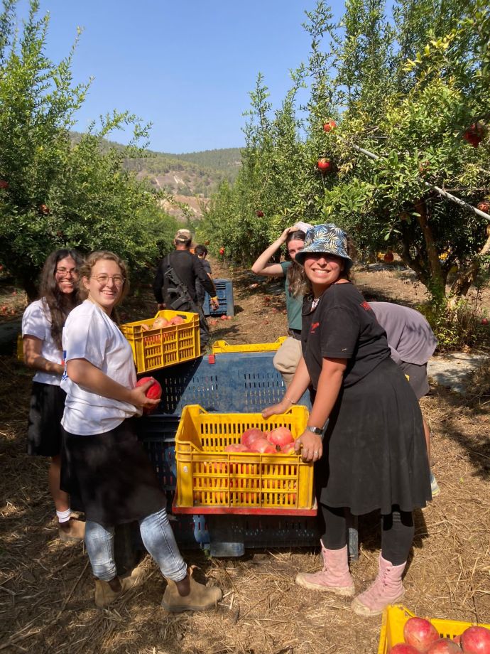 Volunteers help out farmers in southern Israel (Credit: KKL-JNF)