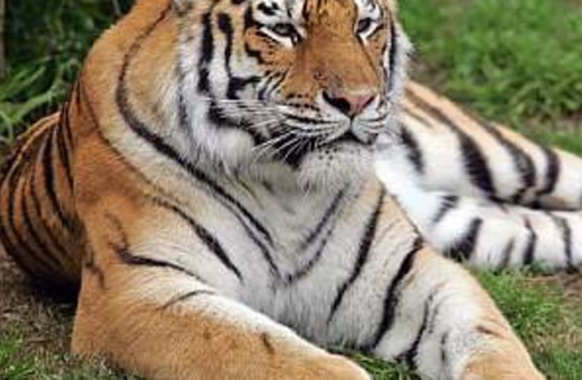 tiger 298.88 (photo credit: AP)