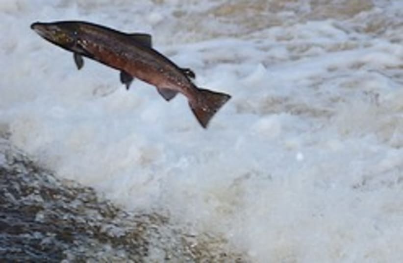 leaping salmon 248.88 (photo credit: )