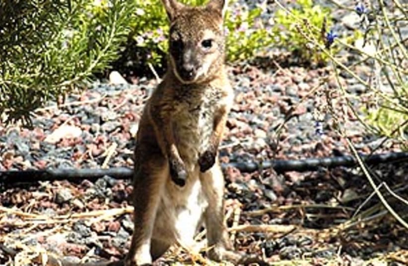 baby kangaroo 88 298 (photo credit: Courtesy)