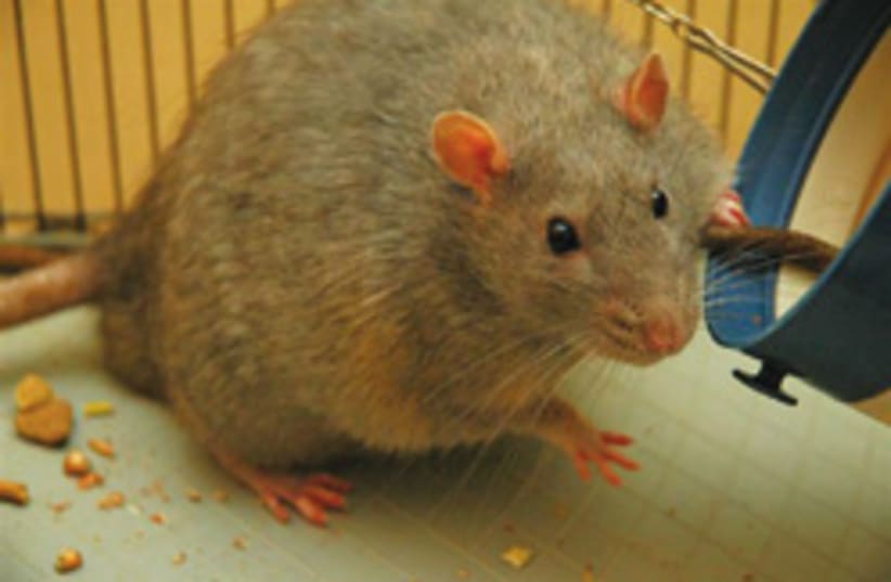 cute lab rat 248.88 (photo credit: Joanna Servaes)