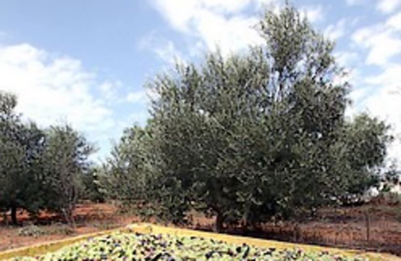 olive grove 248.88 AJ (photo credit: Ariel Jerozolimski)