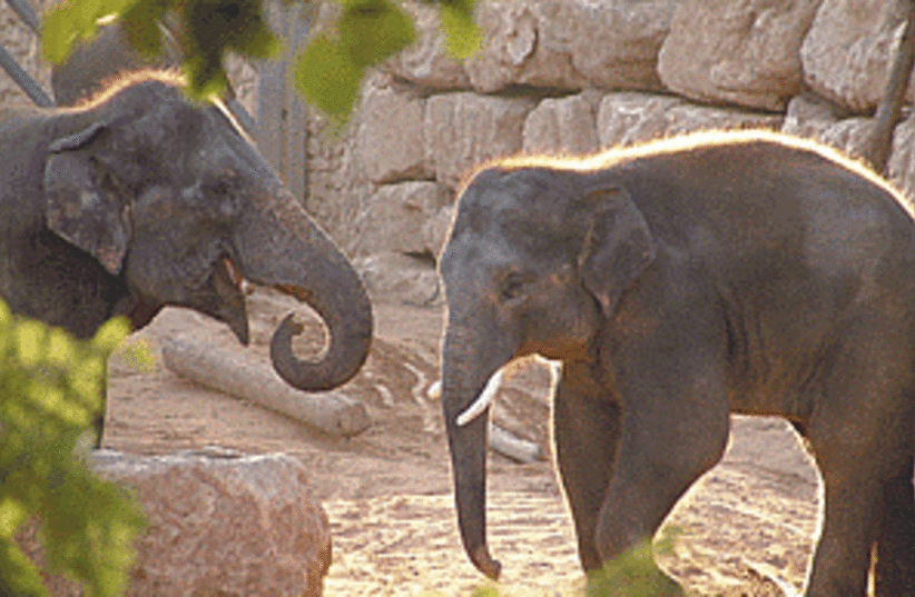 elephants 298.88 (photo credit: Sarah Levin)