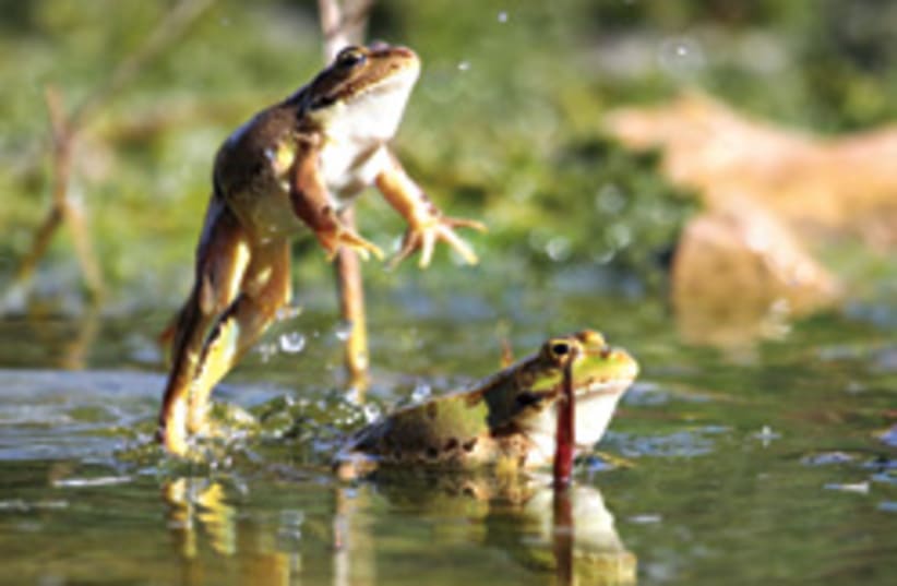 frogs cool 248.88 (photo credit: Amir Balaban)