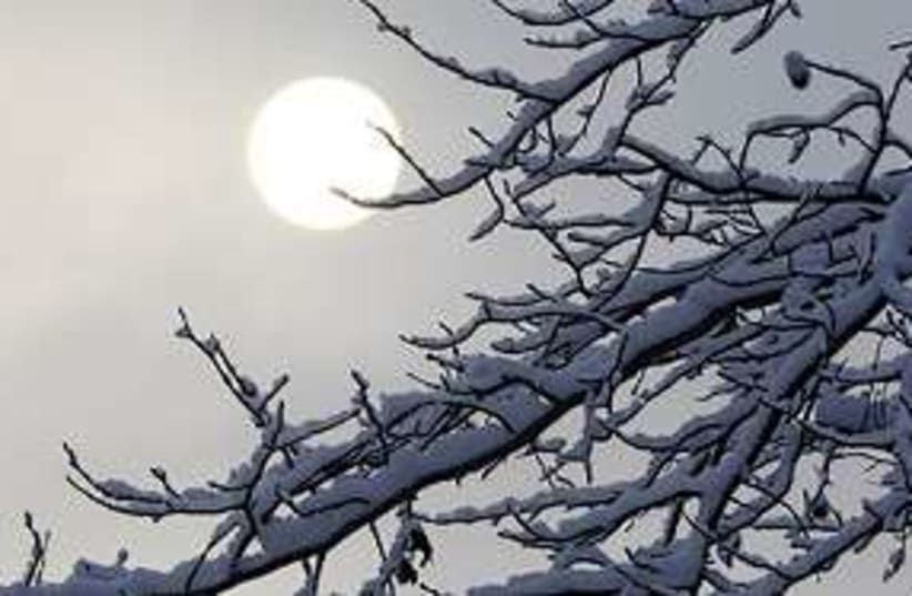 snow sun tree 311 (photo credit: AP)