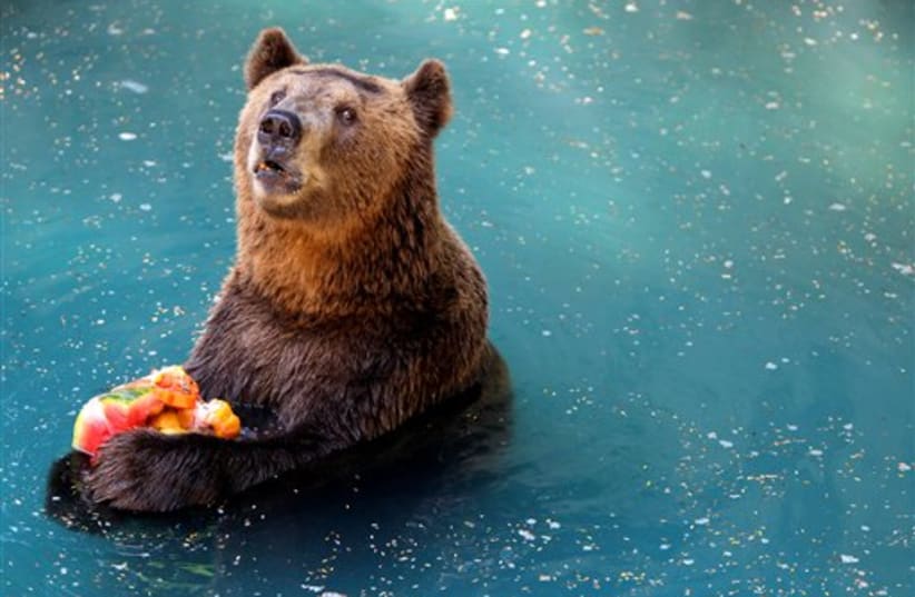 A bear (photo credit: AP)