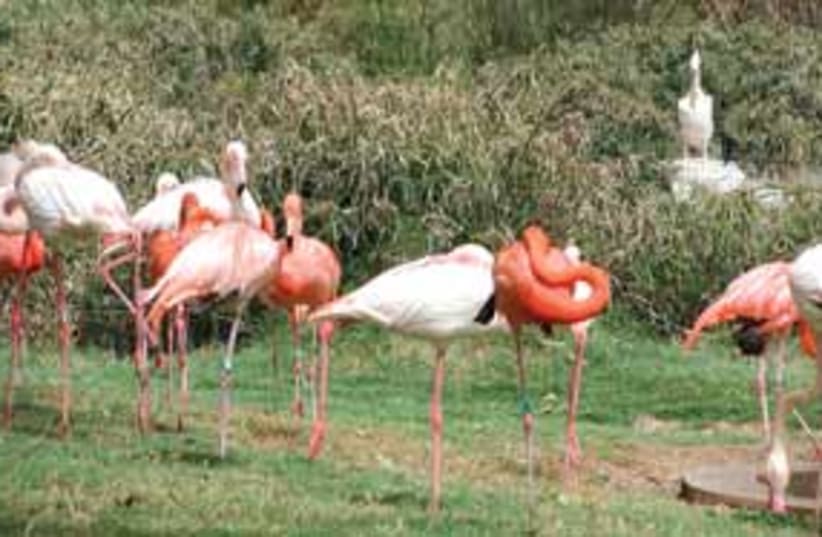 flamingo 311 (photo credit: .)