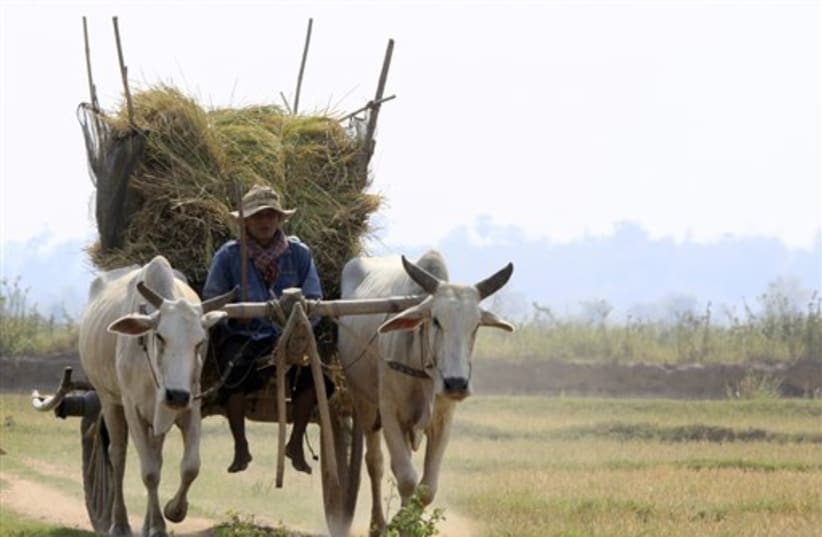 A Cambodian farmer (photo credit: AP)