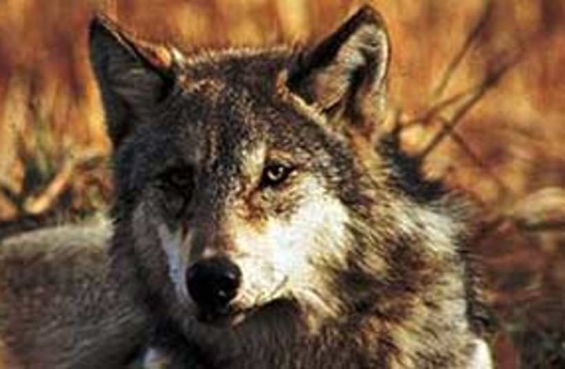 Wolf311 (photo credit: AP)