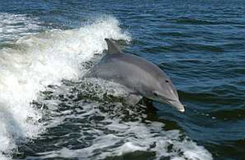 dolphin 298.88 (photo credit: Courtesy)