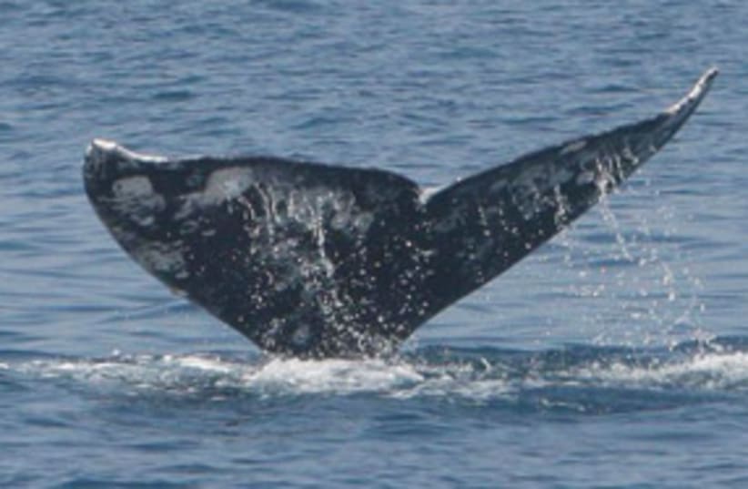 gray whale 311 (photo credit: Aviad Scheinin/IMMRAC)