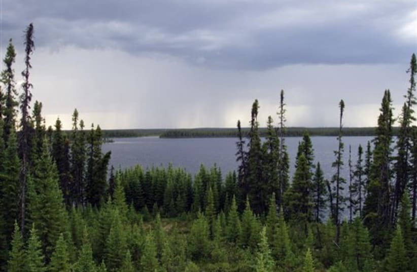 Quebec boreal forest (photo credit: AP)