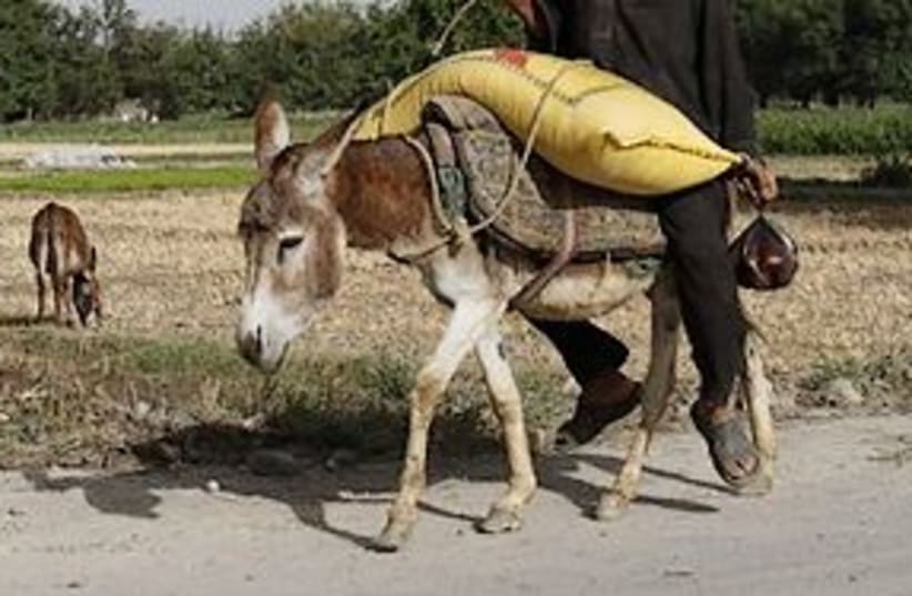 donkey 311 (photo credit: AP)