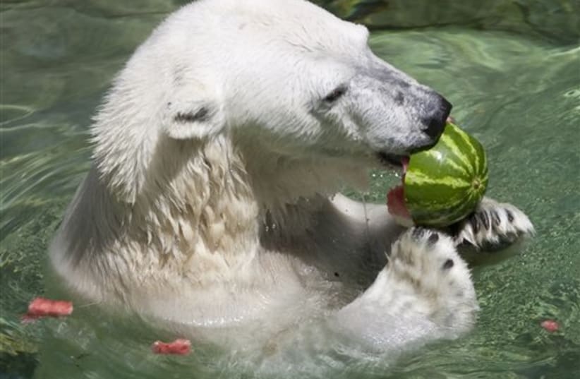 Polar bear eats watermelon (photo credit: AP)