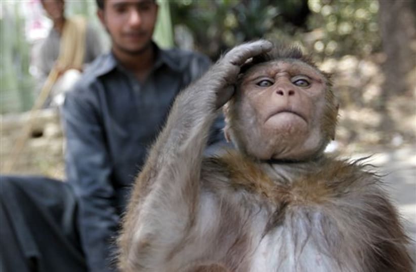 A trained monkey salutes as it performs on a sidewalk in Isl (photo credit: AP)