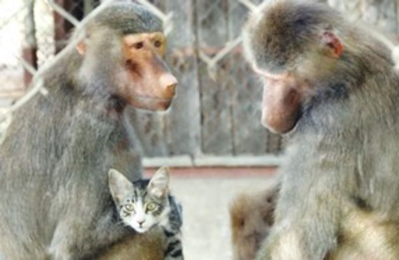 Baboon 311 (photo credit: The Society for the Prevention of Cruelty to Anima)