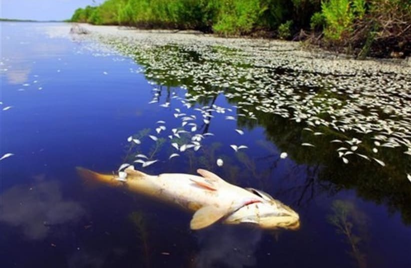 In this photo provided by P.J. Hahn, dead fish are seen on t (photo credit: AP)