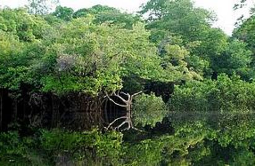 amazon rain forest 311 (photo credit: Wikimedia commons)