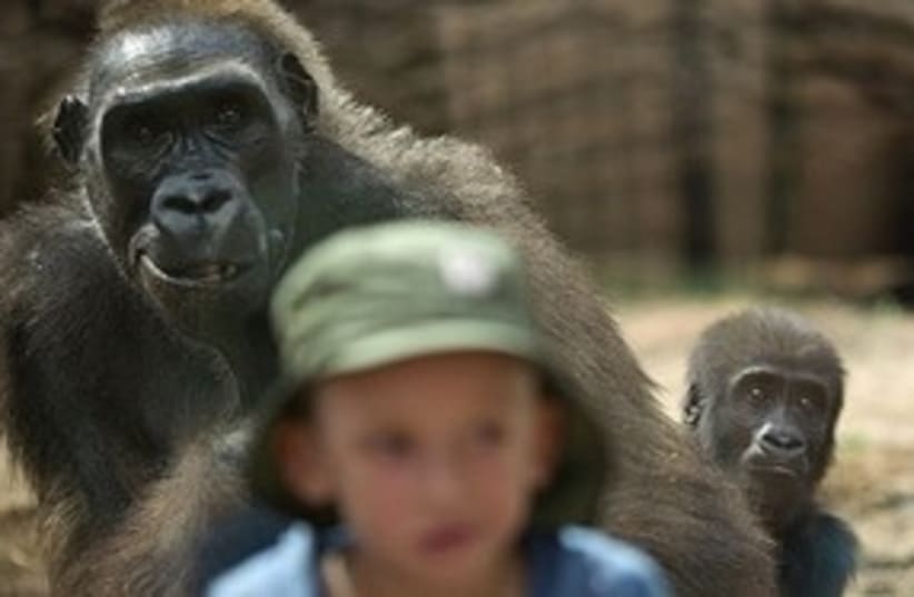 Gorilla and kid 311 AP (photo credit: Associated Press)