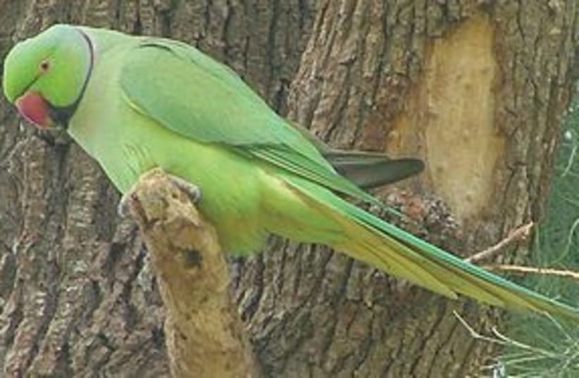 ring necked parakeet 311 (photo credit: Courtesy)