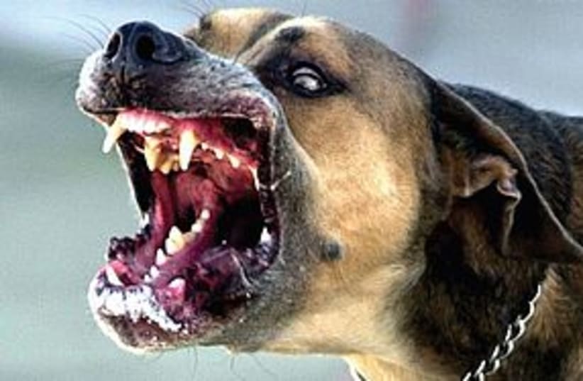 scary dog 311 (photo credit: (Frank Rivera/The Orlando Sentinel/MCT).)