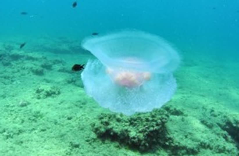 Jellyfish 311 (photo credit: Media Line)