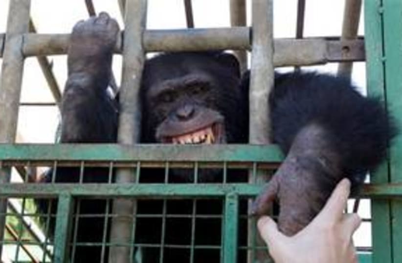 Chimpanzee in zoo 311 (photo credit: AP Photo/Hussein Malla)