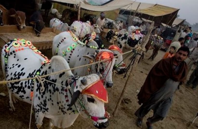 galler_ eid al adha pakistan cow (photo credit: Associated Press)
