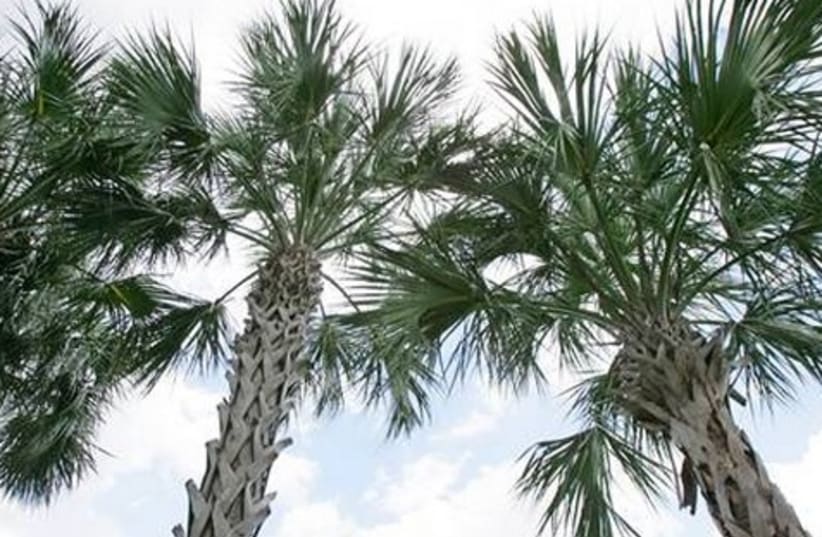 Palm Trees 521 (photo credit: ASSOCIATED PRESS)