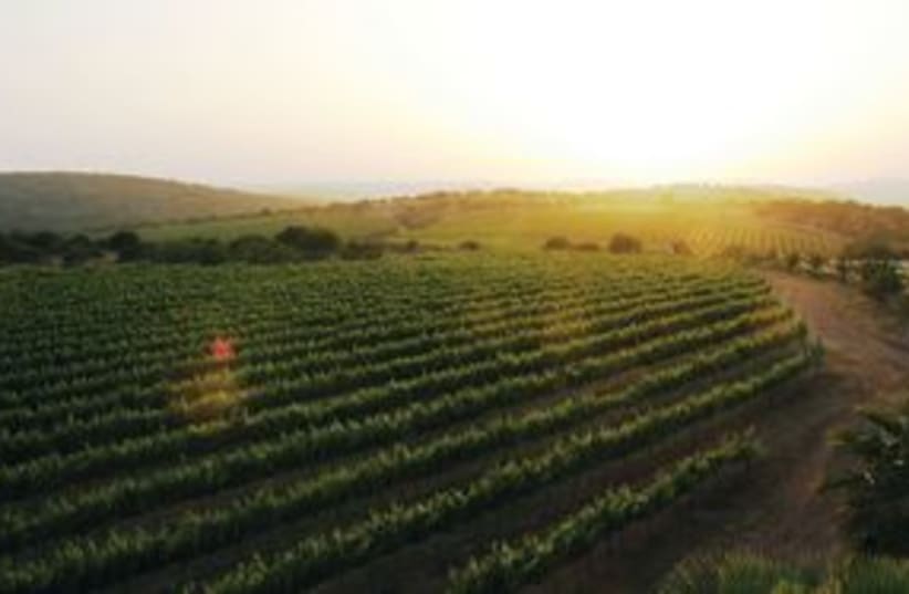 Ella Valley vineyards (photo credit: Courtesy)