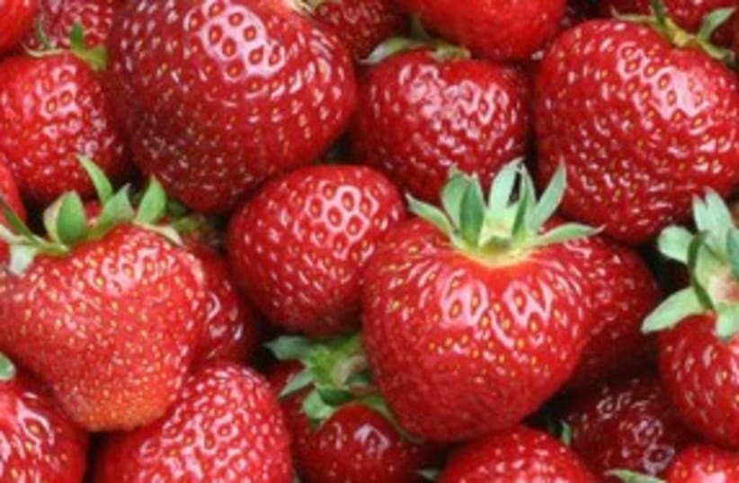 Strawberries 311 (photo credit: Israel21C)