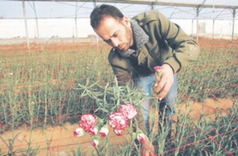 Gazan farmer collects carnations 311 (photo credit: AP)
