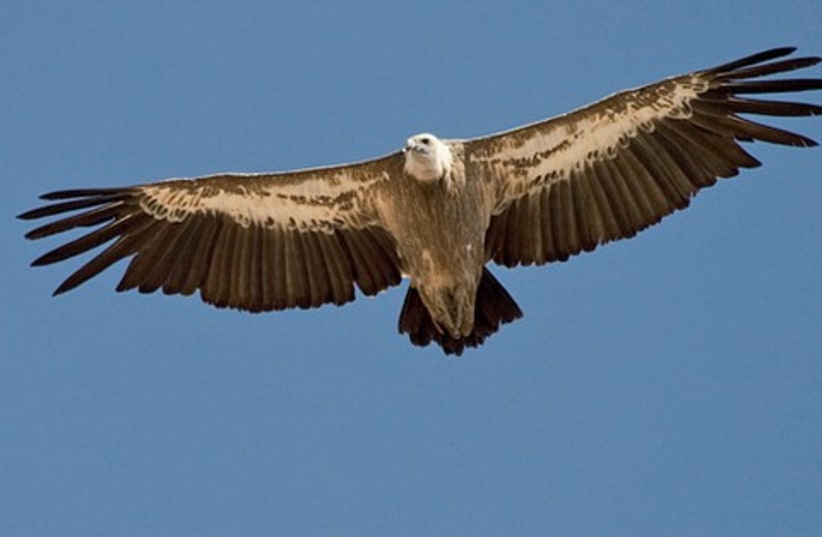 Eagle 521 (photo credit: Courtesy)