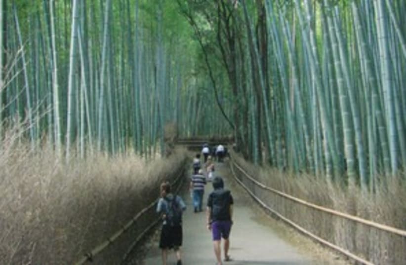 Japanese Bamboo Forest 311 (photo credit: Moran Snir)