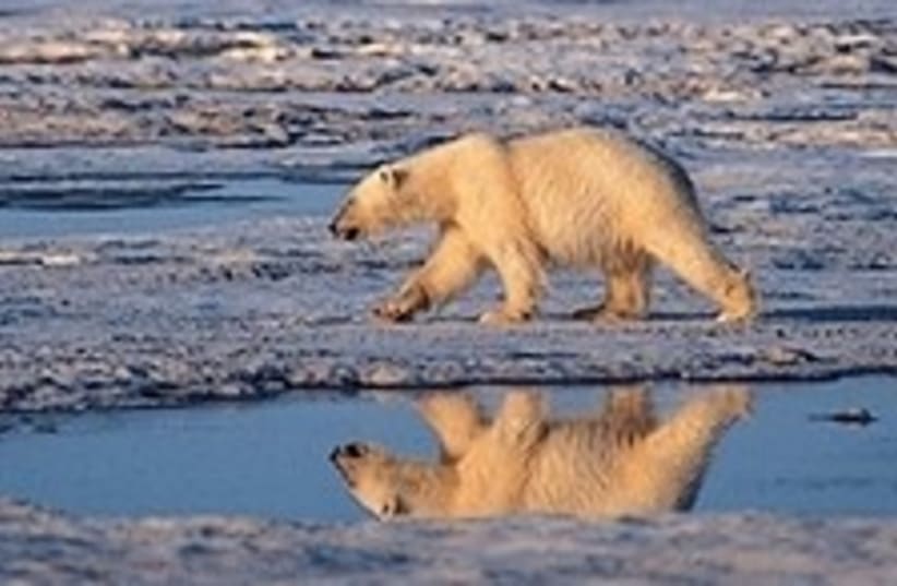 polar bear 224.88 ap (photo credit: AP)