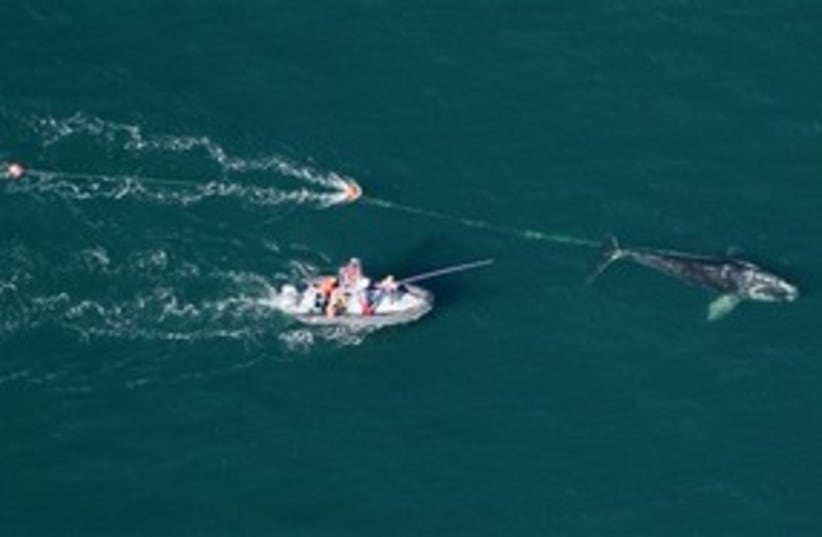 whales 311 (photo credit: AP Photo/Florida Fish and Wildlife Conservation Co)