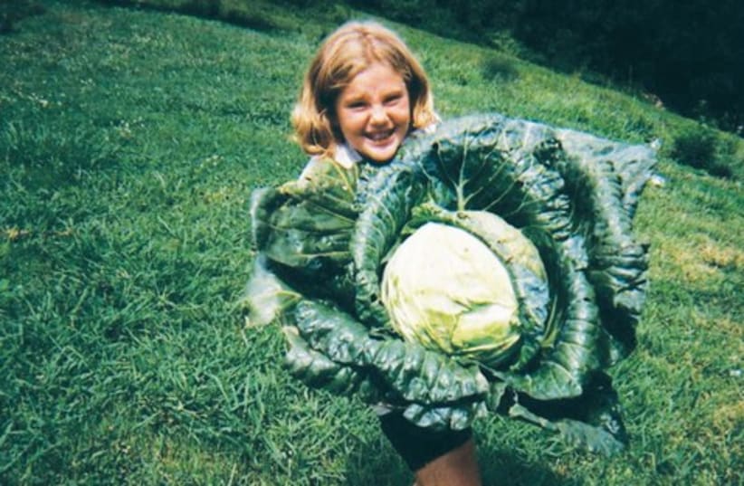 cabbage sautes (photo credit: MCT)