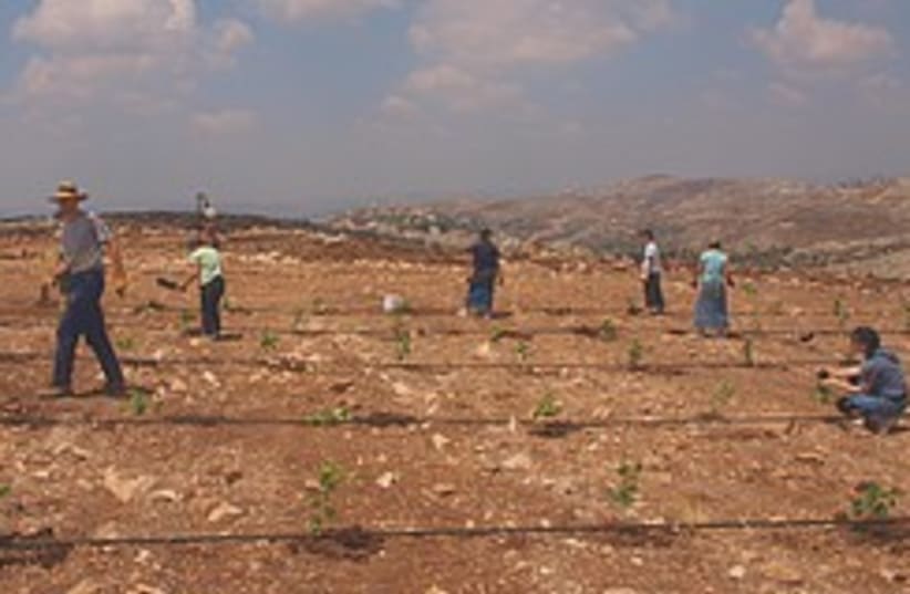 US college students plant a vineyard near Har Brac (photo credit: Abe Selig)