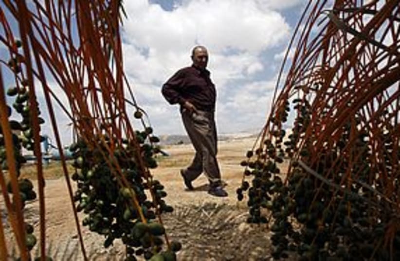 palestinian date farmer 311 REUTERS (photo credit: REUTERS)