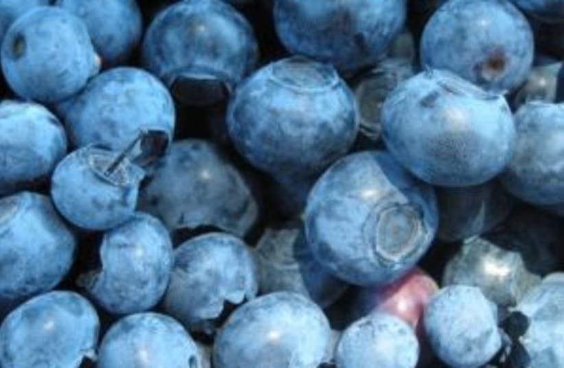 Blueberries (photo credit: courtesy)