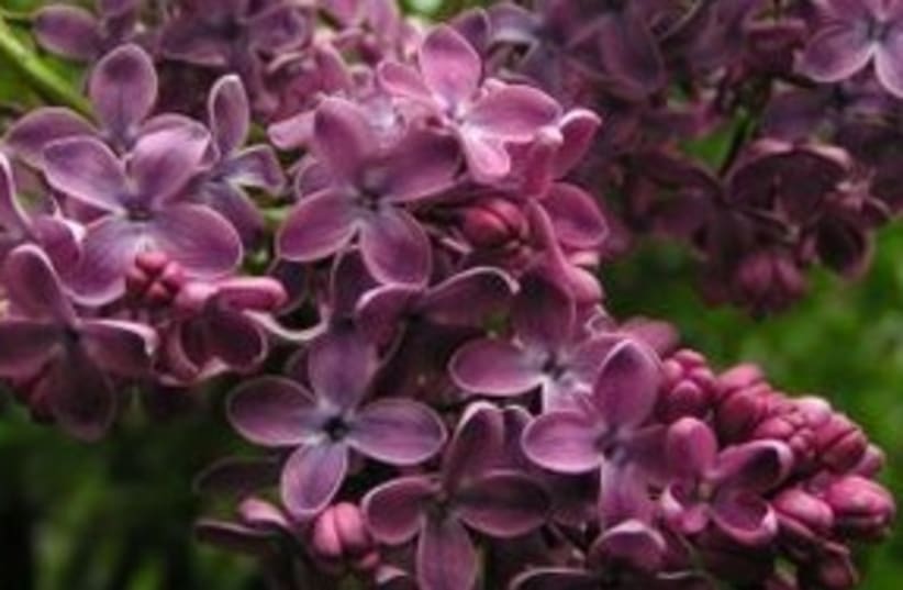 Lilacs 311 (photo credit: Courtesy)