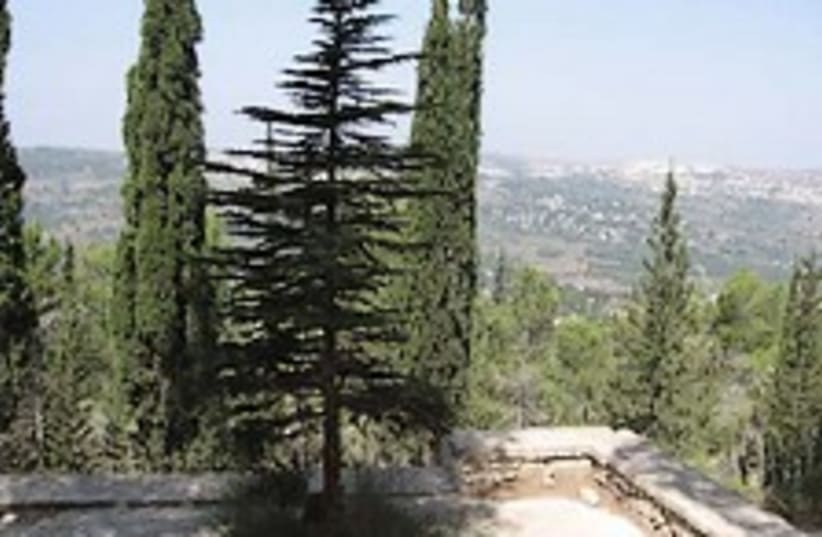 jerusalem forest 224 (photo credit: )