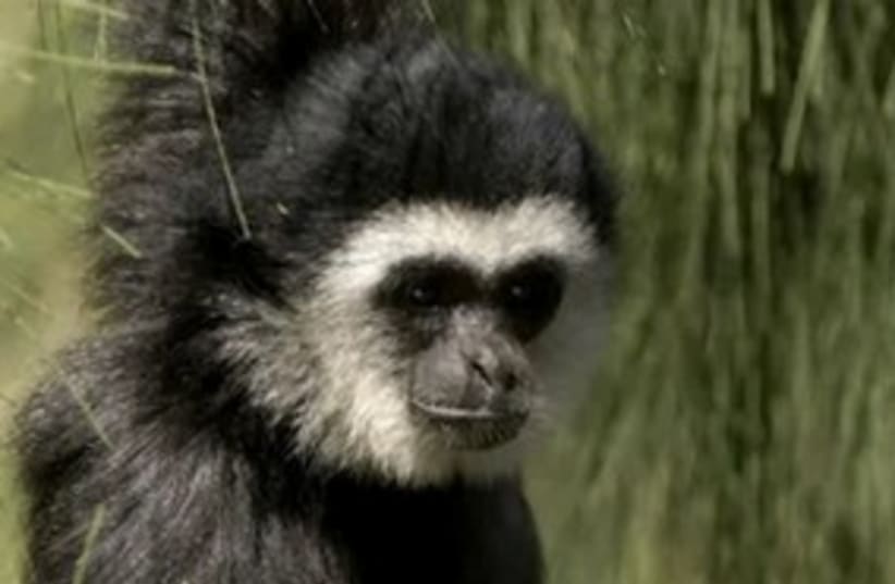 Lar Gibbon (photo credit: Safari Park Ramat Gan)