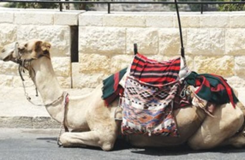 Kojak the camel Jerusalem 311 (photo credit: Marc Israel Sellem/The Jerusalem Post)