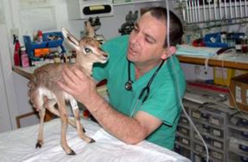 Flying veterinarian deer bambi fawn 311 (photo credit: www.terminal4pets.co.il)
