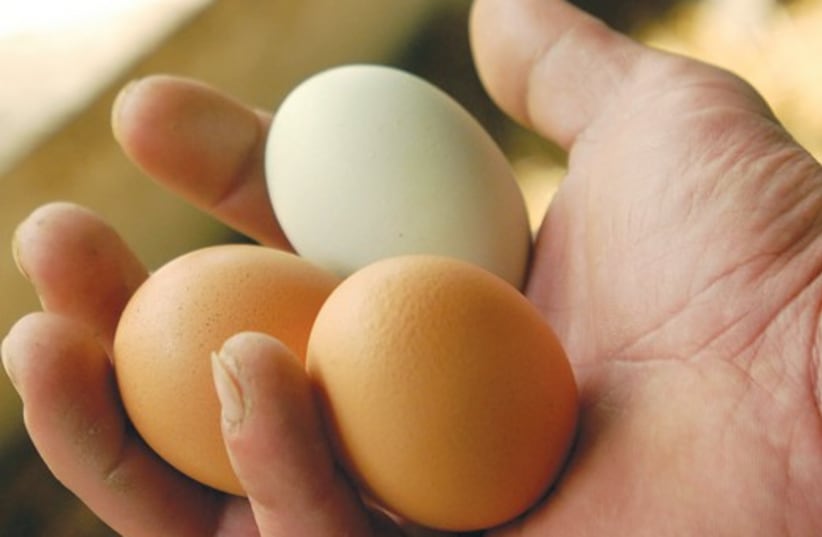 eggs in hand 521 (photo credit: Ron Tarver/Philadelphia Inquirer/MCT)
