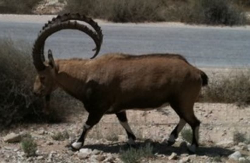 ibex in desert 311 (photo credit: Joe Yudin)