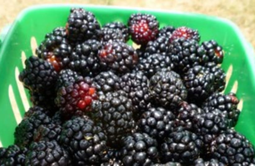 blackberries 311 (photo credit: Courtesy)