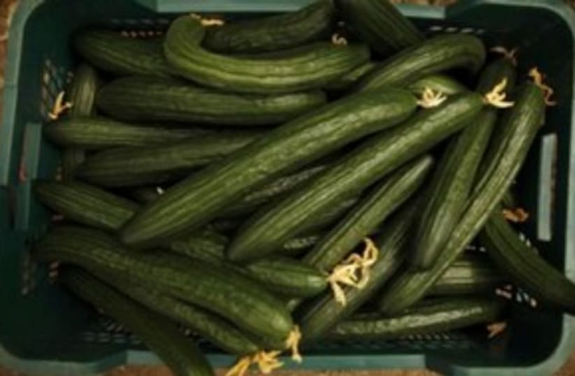 spanish cucumbers_311 reuters (photo credit: REUTERS/Jon Nazca)