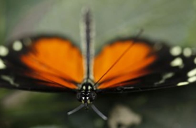 butterfly_311 reuters (photo credit: Juan Carlos Ulate / Reuters)